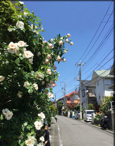 f:id:non704:20160513172009j:image:w320:left