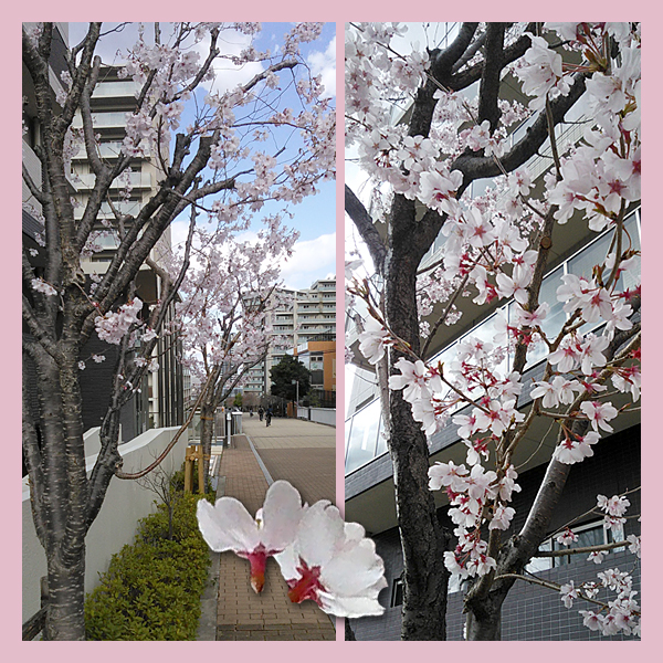 f:id:non704:20180324132219j:image:w300:left