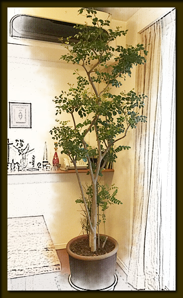 f:id:non704:20181219163934j:plain