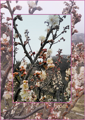 f:id:non704:20190306145523j:plain