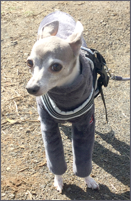 f:id:non704:20190313161356j:plain