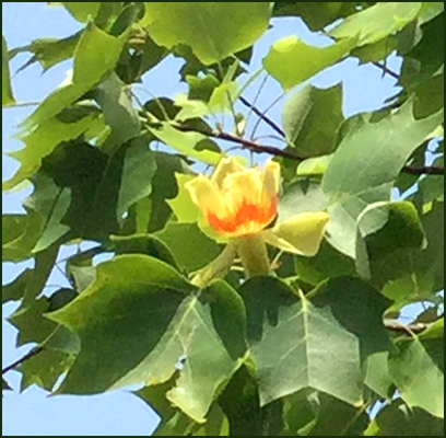 f:id:non704:20190513193550j:plain