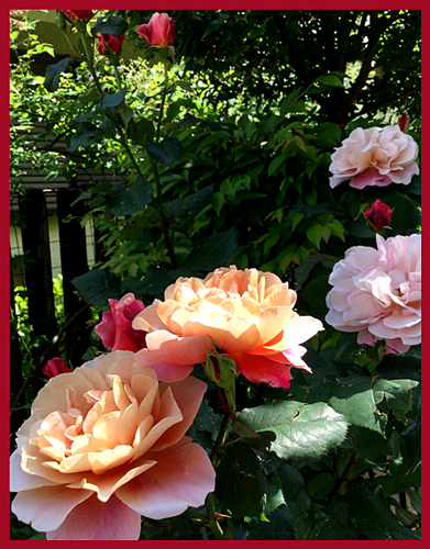 f:id:non704:20190517171536j:plain
