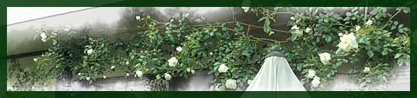 f:id:non704:20190517171955j:plain