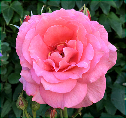 f:id:non704:20190616162048j:plain