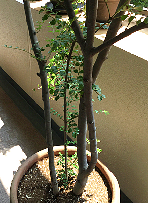 f:id:non704:20190625162659j:plain