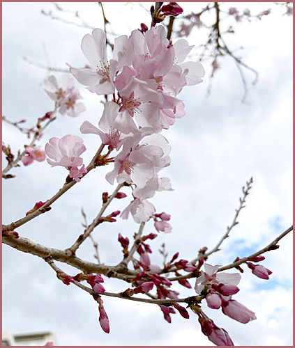 f:id:non704:20200311184951j:plain