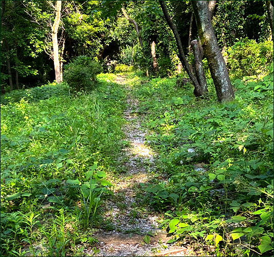 f:id:non704:20200527190424j:plain