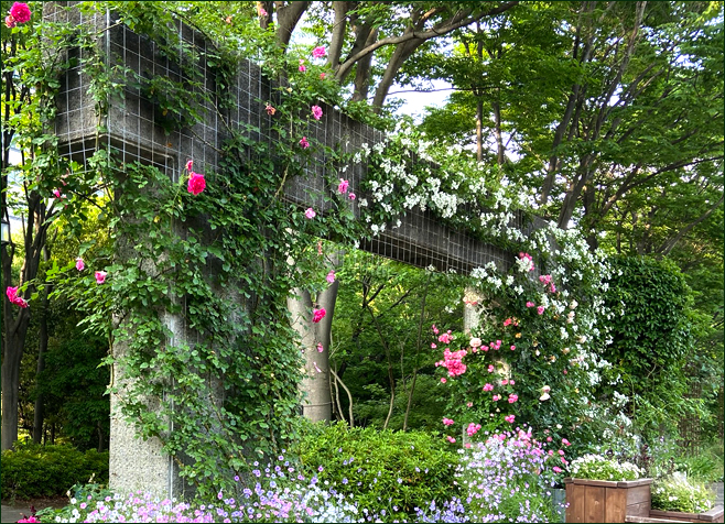 f:id:non704:20200527190859j:plain