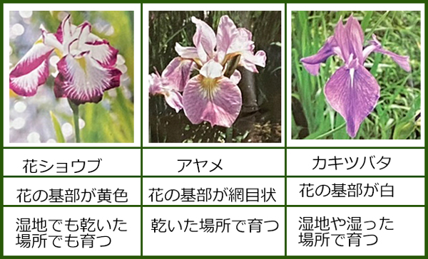 f:id:non704:20210608192712j:plain