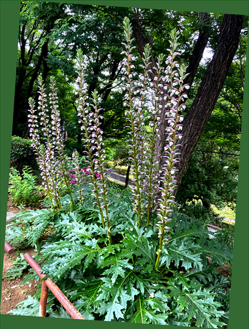 f:id:non704:20210701102124j:plain