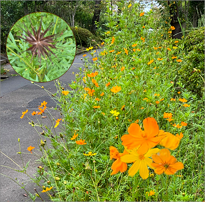 f:id:non704:20210916192529j:plain