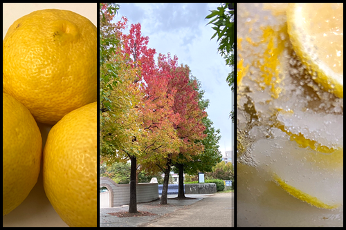 f:id:non704:20211027155358p:plain