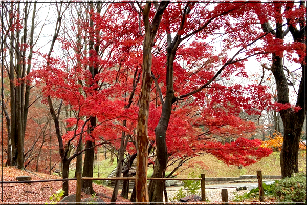 f:id:non704:20211208163450j:plain