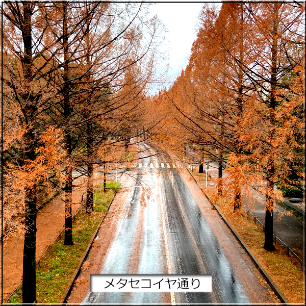 f:id:non704:20211208163722j:plain