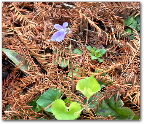 f:id:non704:20211216195323p:plain