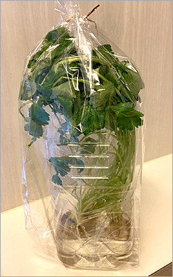 f:id:non704:20211227194349j:plain