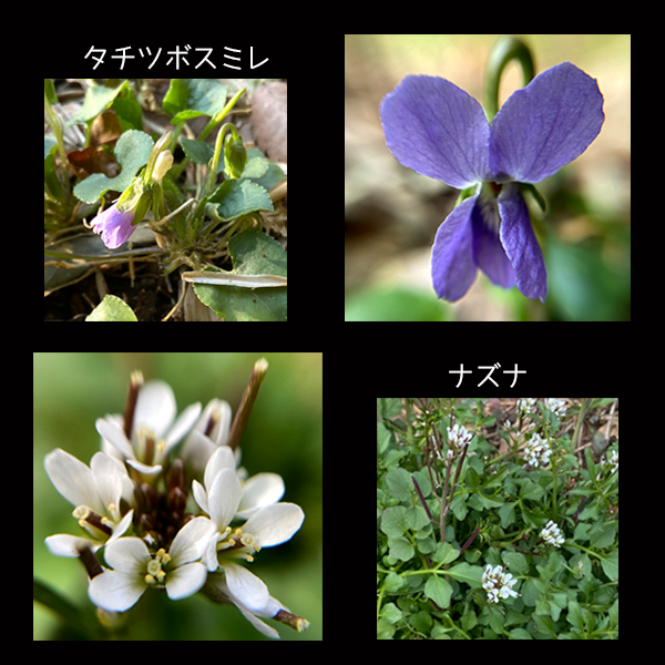 f:id:non704:20220307221047p:plain