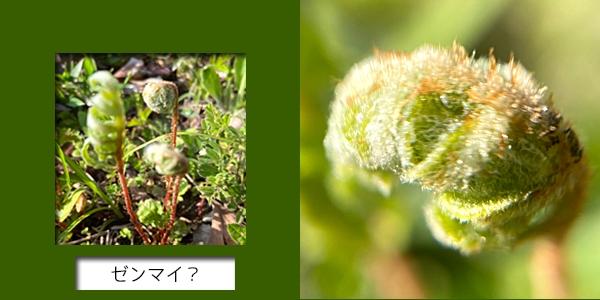 f:id:non704:20220409115406p:plain