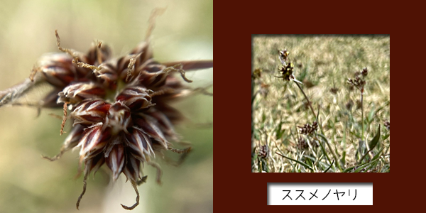 f:id:non704:20220409115729p:plain