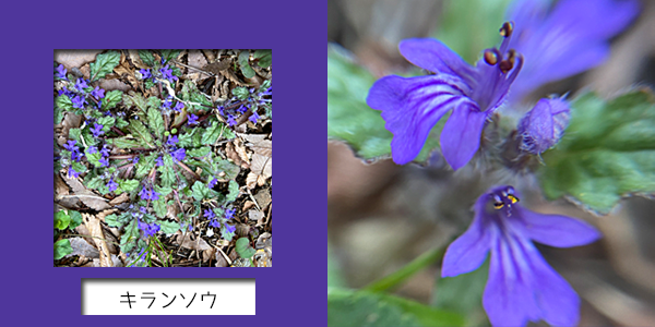 f:id:non704:20220409120253p:plain