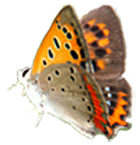 f:id:non704:20220208185809p:plain