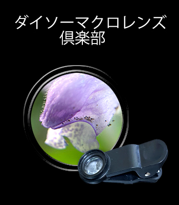 f:id:non704:20210905144546j:plain