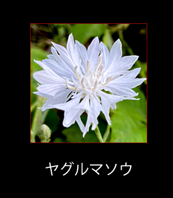 f:id:non704:20210909075220j:plain