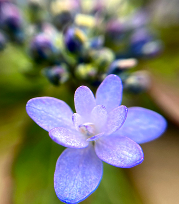 f:id:non704:20210909075131j:plain