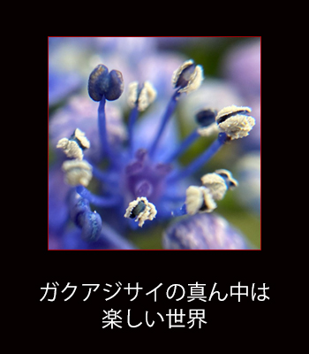 f:id:non704:20210909075209j:plain