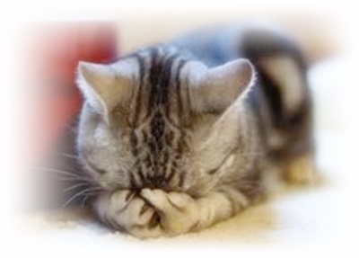 f:id:nonakakuniko1996:20170529093732j:plain