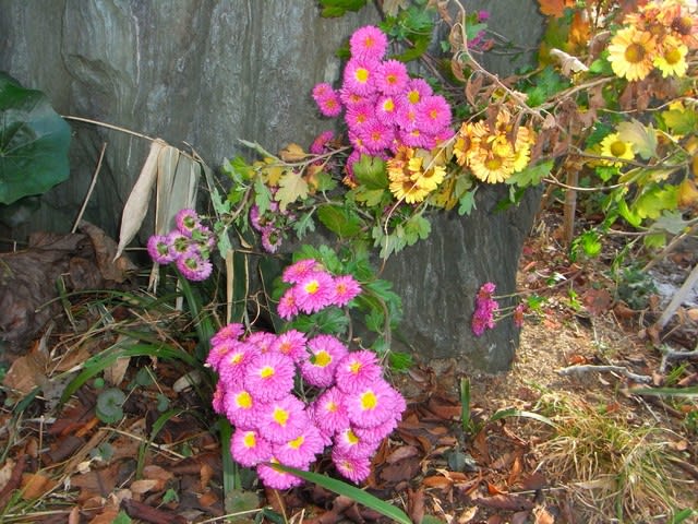 大寒に咲いている寒菊 - さとやま菜遊記