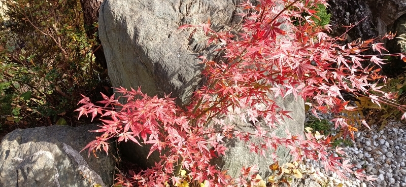 紅葉（もみじ）と楓（かえで）の違い - さとやま菜遊記