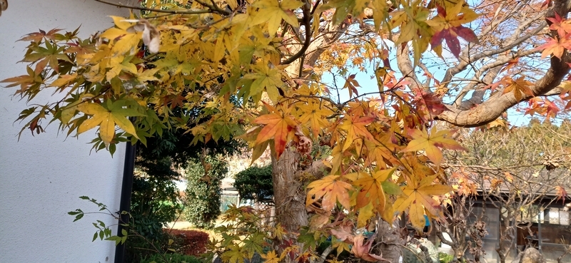 紅葉（もみじ）と楓（かえで）の違い - さとやま菜遊記