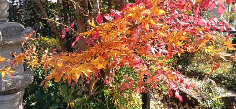 紅葉（もみじ）と楓（かえで）の違い - さとやま菜遊記