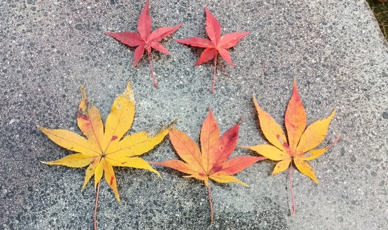 紅葉（もみじ）と楓（かえで）の違い - さとやま菜遊記
