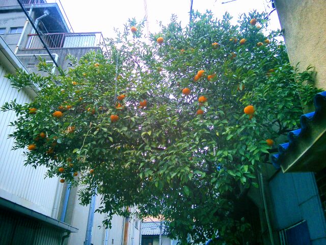 f:id:nonamed:20150405091157j:plain