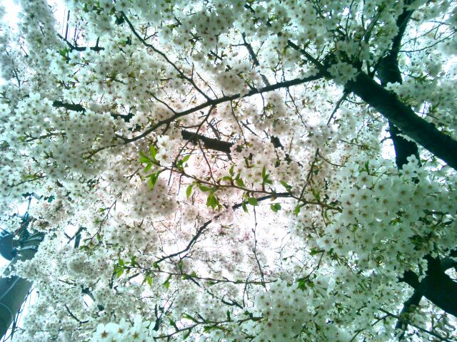 f:id:nonamed:20150405092213j:plain