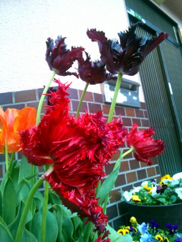 f:id:nonamed:20150423180658j:plain