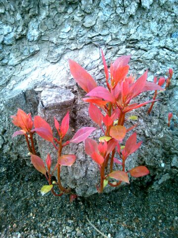 f:id:nonamed:20150423181945j:plain