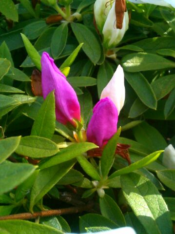 f:id:nonamed:20150426100341j:plain