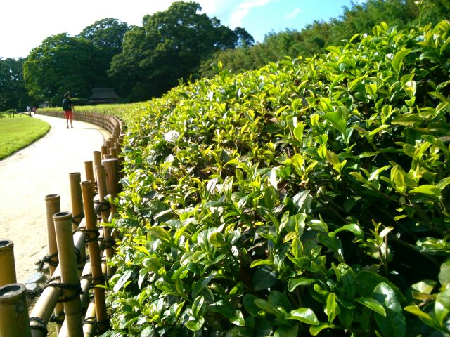f:id:nonamed:20150701165302j:plain f:id:nonamed:20150701165302j:plain