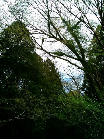 f:id:nonamed:20150811101131j:plain