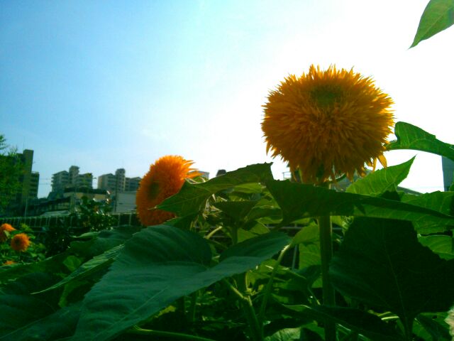 f:id:nonamed:20150812144334j:plain
