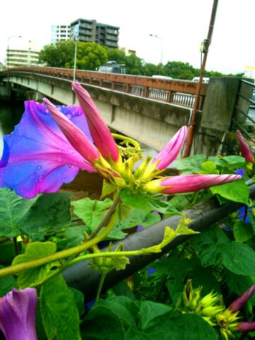 f:id:nonamed:20150914232204j:plain