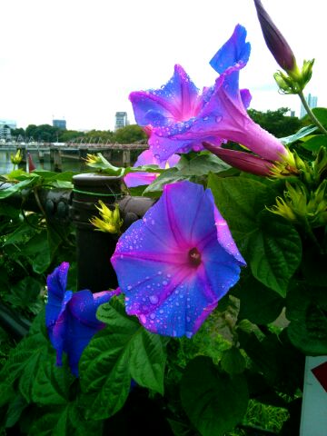 f:id:nonamed:20150914232215j:plain