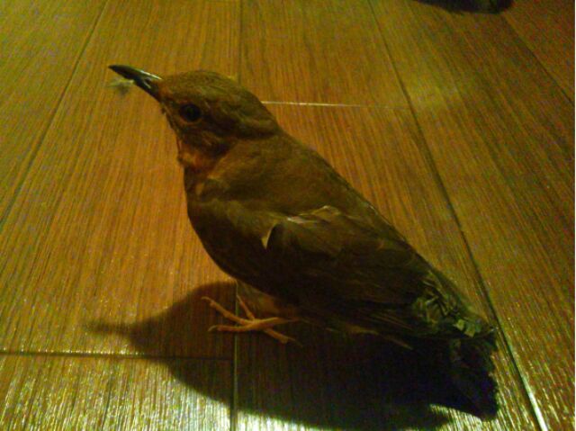 f:id:nonamed:20151016231524j:plain