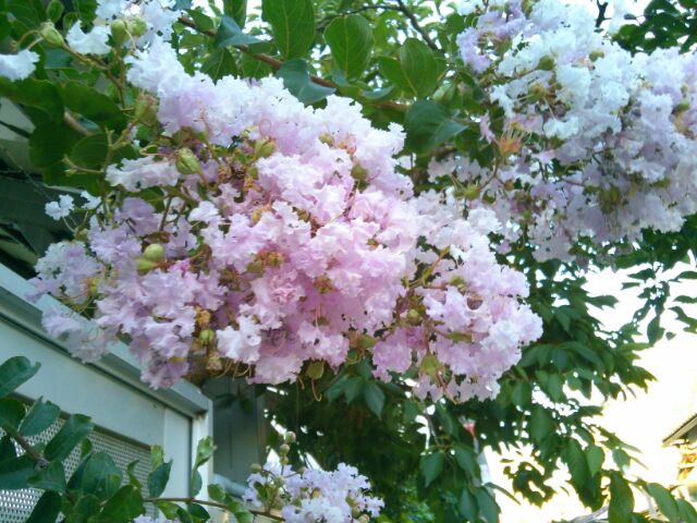f:id:nonamed:20160126083522j:plain