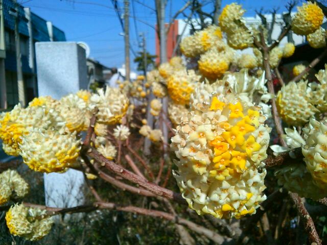f:id:nonamed:20160308204846j:plain f:id:nonamed:20160308204846j:plain