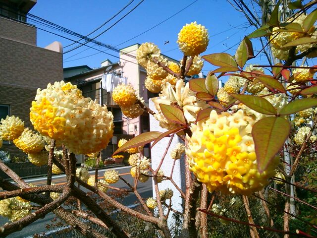 f:id:nonamed:20160308204915j:plain f:id:nonamed:20160308204915j:plain